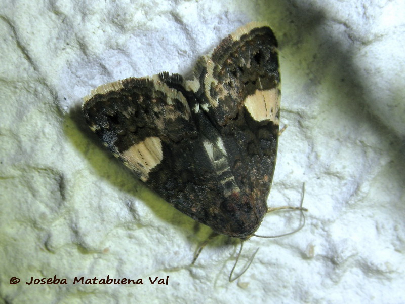 Noctuidae della fine settimana scorsa